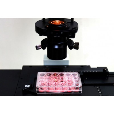 Cell Culture Plate, PS, 24 well, 85.4x127.6mm, Flat Bottom, Sterile, SPL, pakowane pojedynczo, w kartonie po 50 szt.
