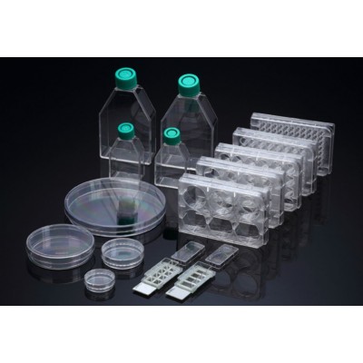 Poly-D-Lysine coated Cell Culture Plate, PS, 48 wells, Sterile, SPL, 5 szt.